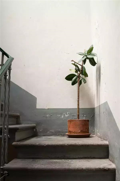 插花入瓶，生活在野