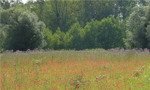 法國加龍河岸佩利西斯自然公園