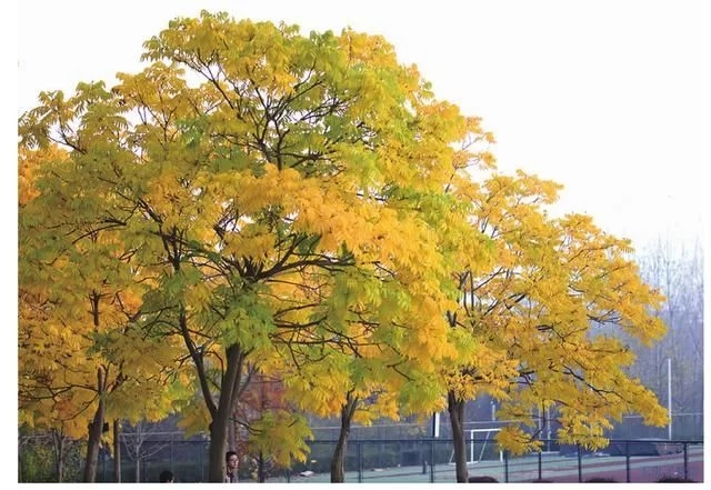 集多種功能于一身的樹種無患子