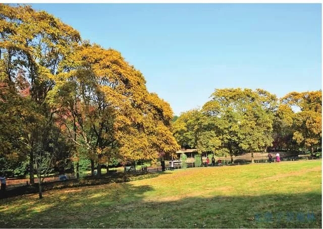 集多種功能于一身的樹種無患子