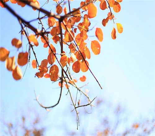 后半年，這些苗木又要漲價