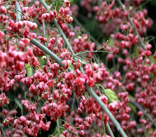 后半年，這些苗木又要漲價