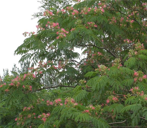 后半年，這些苗木又要漲價