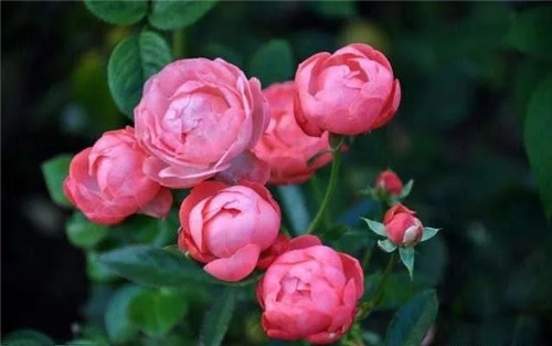 這些植物花卉有毒，養(yǎng)家里有可能致命