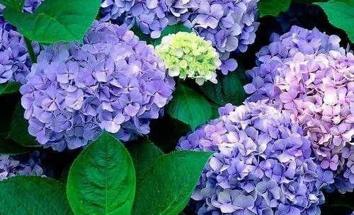 這些植物花卉有毒，養(yǎng)家里有可能致命