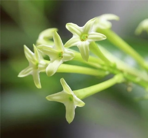 這些植物花卉有毒，養(yǎng)家里有可能致命