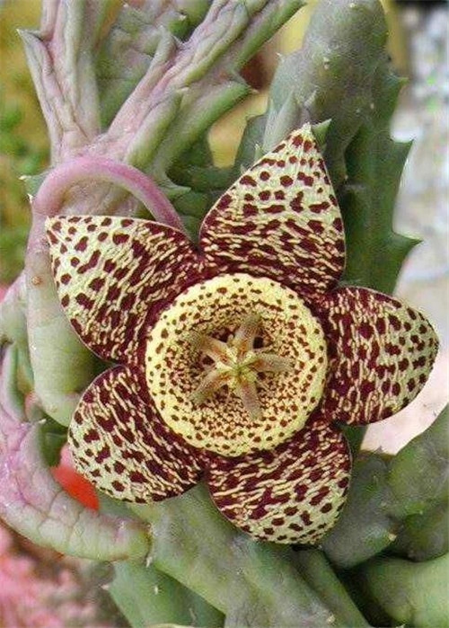 這些植物花卉有毒，養(yǎng)家里有可能致命