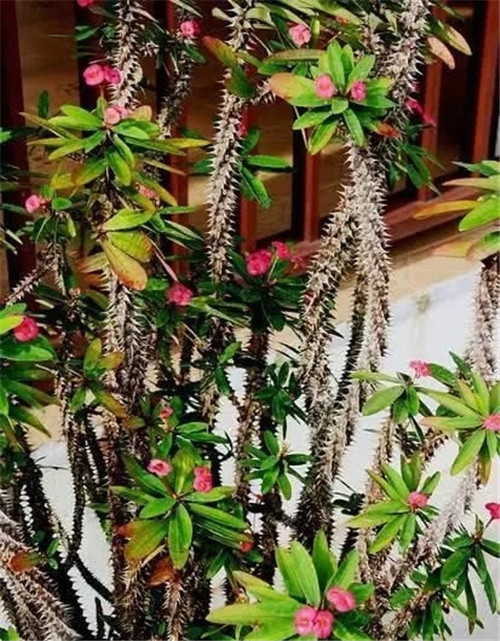 這些植物花卉有毒，養(yǎng)家里有可能致命