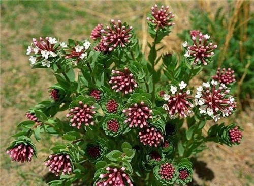 這些植物花卉有毒，養(yǎng)家里有可能致命