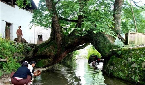 天然生長的古樹,造型千姿百態(tài)