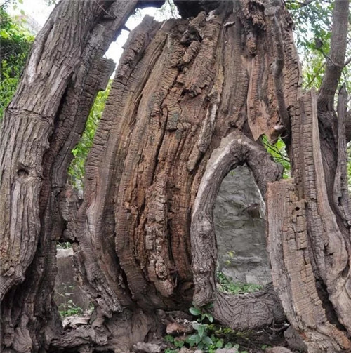 天然生長的古樹,造型千姿百態(tài)