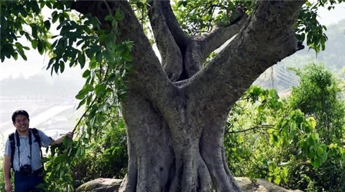 天然生長的古樹,造型千姿百態(tài)