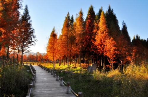 清控人居王欣訪談：做有生命的景觀