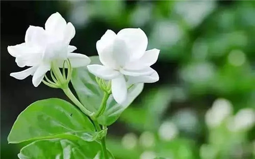 盆栽茉莉花3種繁殖方法，你更喜歡哪一種？