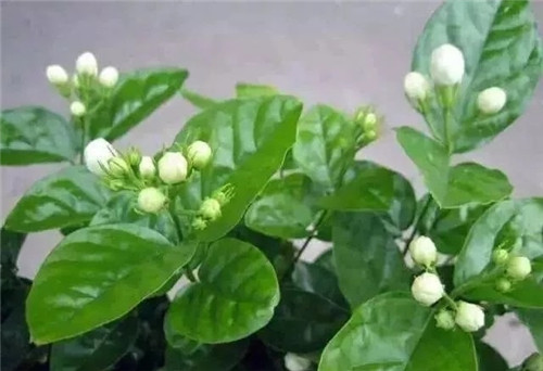 盆栽茉莉花3種繁殖方法，你更喜歡哪一種？