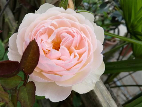 超漂亮的盆栽花