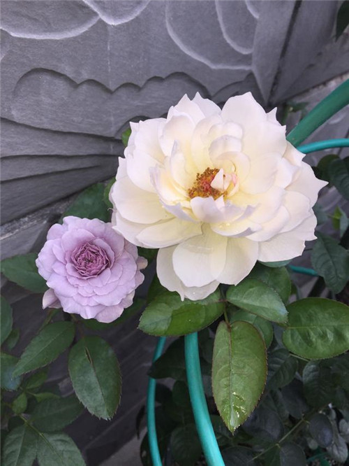 超漂亮的盆栽花