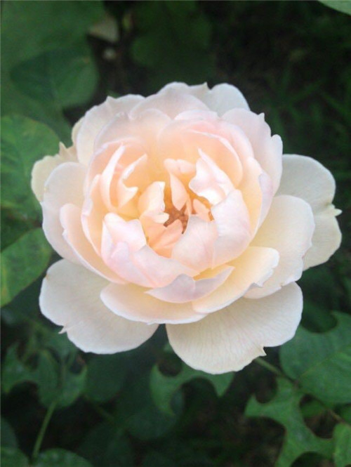 超漂亮的盆栽花