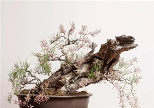 枝干經過精雕細琢，顯得別致生動有個性