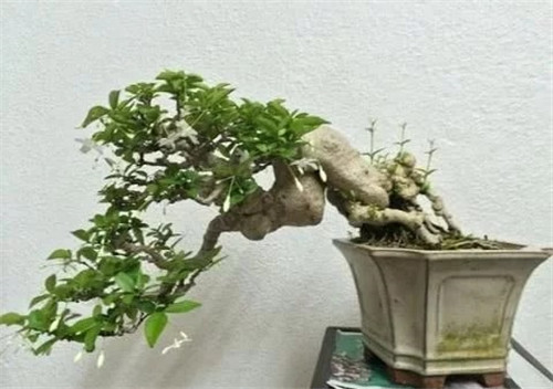 枝干經過精雕細琢，顯得別致生動有個性