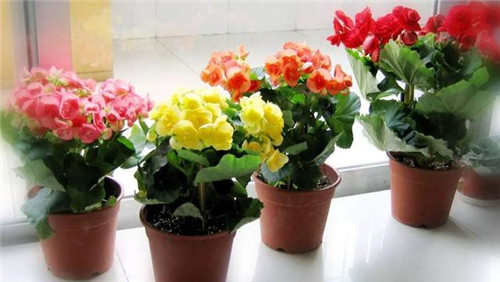 麗格海棠可以花開一年不斷