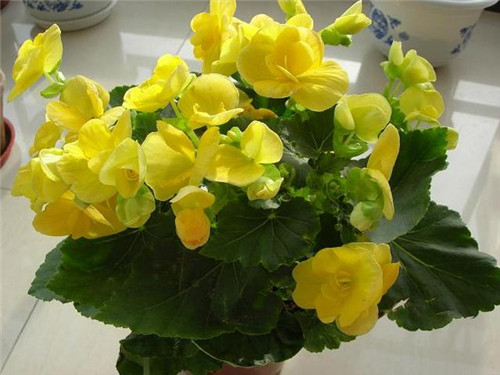 麗格海棠可以花開一年不斷