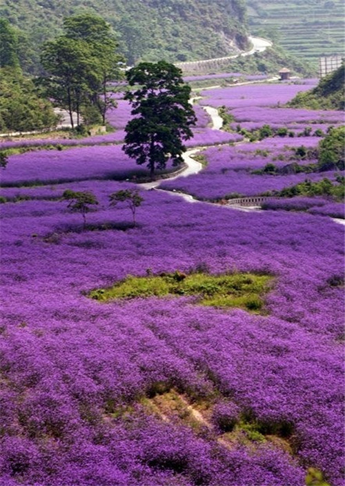 荔波樟江風景名勝區——中國的超級盆景