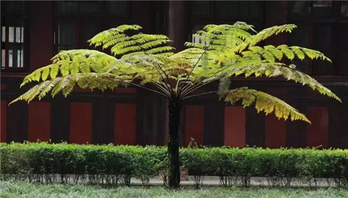 瀕危植物欣賞:桫欏(蛇木)