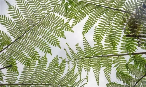 瀕危植物欣賞:桫欏(蛇木)