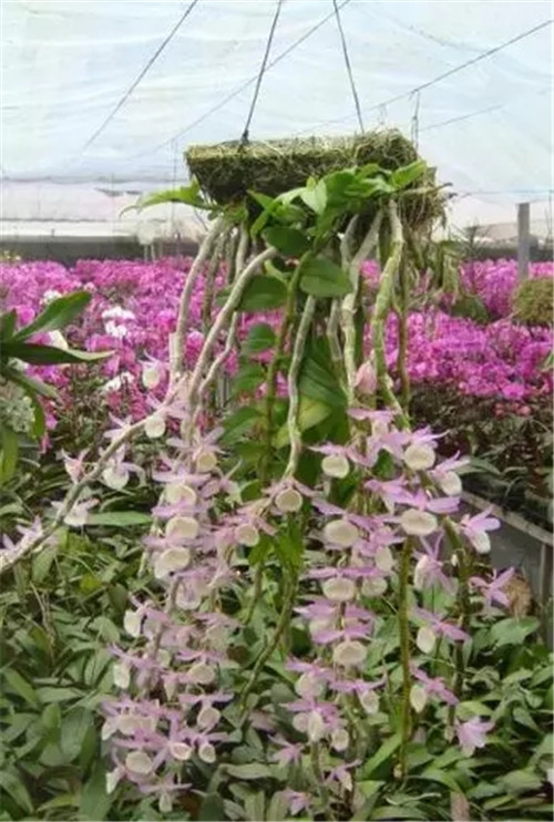 瀕危植物欣賞:桫欏(蛇木)