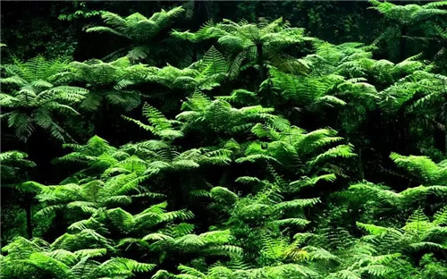 瀕危植物欣賞:桫欏(蛇木)