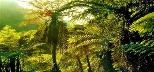 瀕危植物欣賞:桫欏(蛇木)