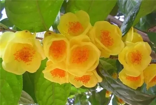 瀕危植物欣賞:“山茶皇后”金花茶