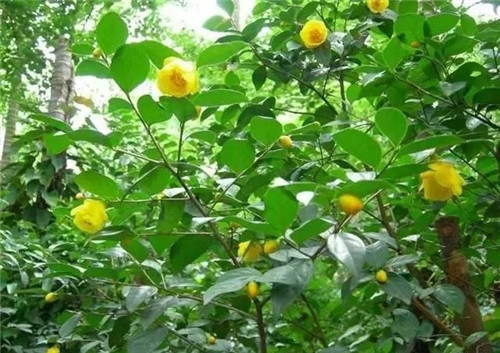 瀕危植物欣賞:“山茶皇后”金花茶