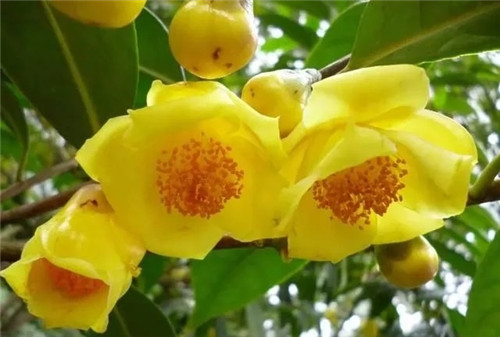 瀕危植物欣賞:“山茶皇后”金花茶