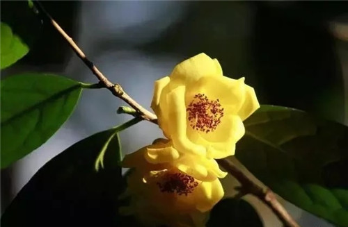 瀕危植物欣賞:“山茶皇后”金花茶