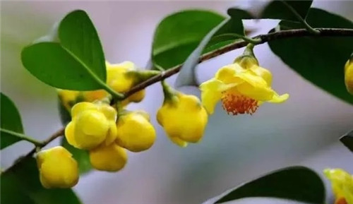 瀕危植物欣賞:“山茶皇后”金花茶