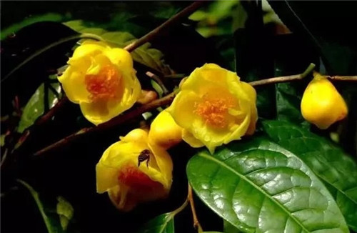 瀕危植物欣賞:“山茶皇后”金花茶
