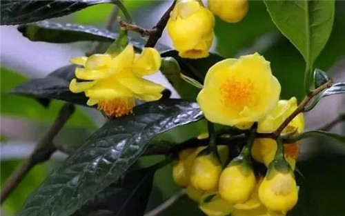 瀕危植物欣賞:“山茶皇后”金花茶