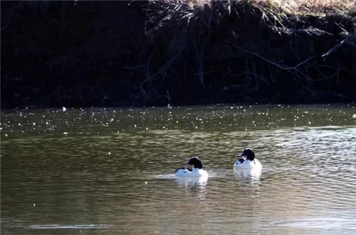 云南省第一個以濕地命名的保護區