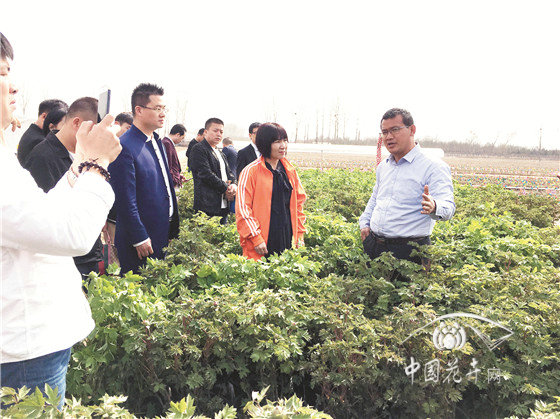 范保星 牡丹是一生的事業