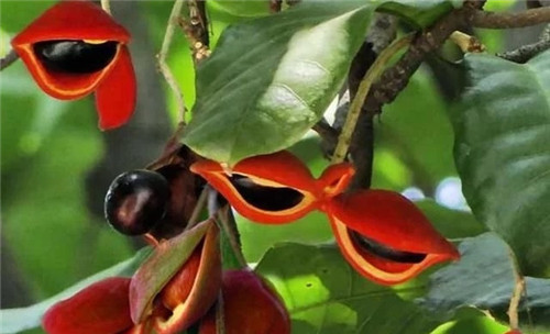 極具種植潛力的鄉土樹種“鳳眼果”