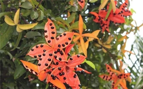 極具種植潛力的鄉土樹種“鳳眼果”