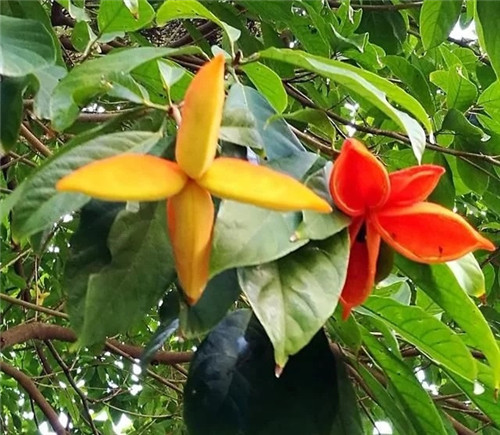 極具種植潛力的鄉土樹種“鳳眼果”