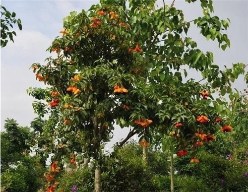 極具種植潛力的鄉土樹種“鳳眼果”