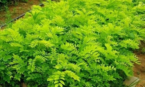 優良經濟樹種黃檀的栽培技術