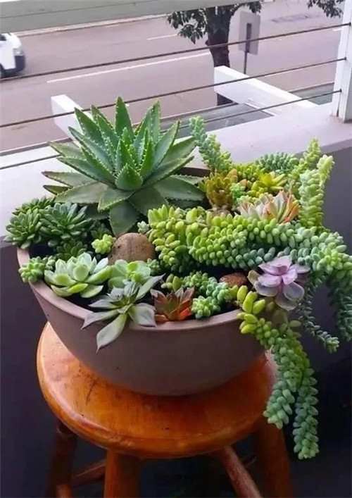 庭院設計里的多肉植物景觀