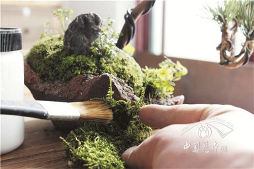 微型盆景縮天地于咫尺之間