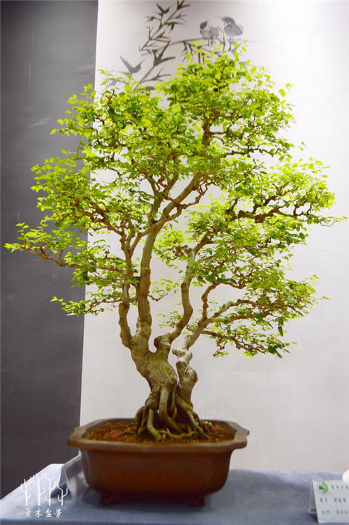 農(nóng)村常見的樹種——樸樹，養(yǎng)好了也難如此漂亮