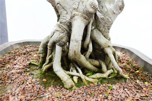 農(nóng)村常見的樹種——樸樹，養(yǎng)好了也難如此漂亮